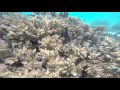 Snorkeling in Aitutaki Cook Island, Tamanu Beach December 2015