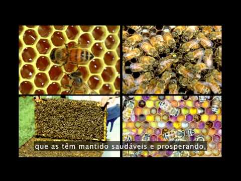 Vídeo: As Abelhas Começaram A Desaparecer Em Massa: Os Cientistas Explicaram As Razões Para - Visão Alternativa