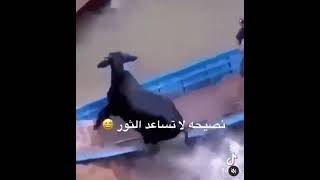 مشكلة الي يساعد ثور ?