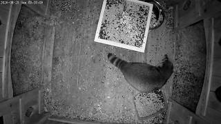 Cam 5: ♥️ LIVE 🌷Critter CamTV ☔️ | 24/7 Wildlife | Tuesday Aug 25 Midnight-Noon EDT