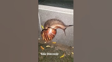 Chú Ốc Sên Dễ Thương | Snail, Animal, Insect, Zoo