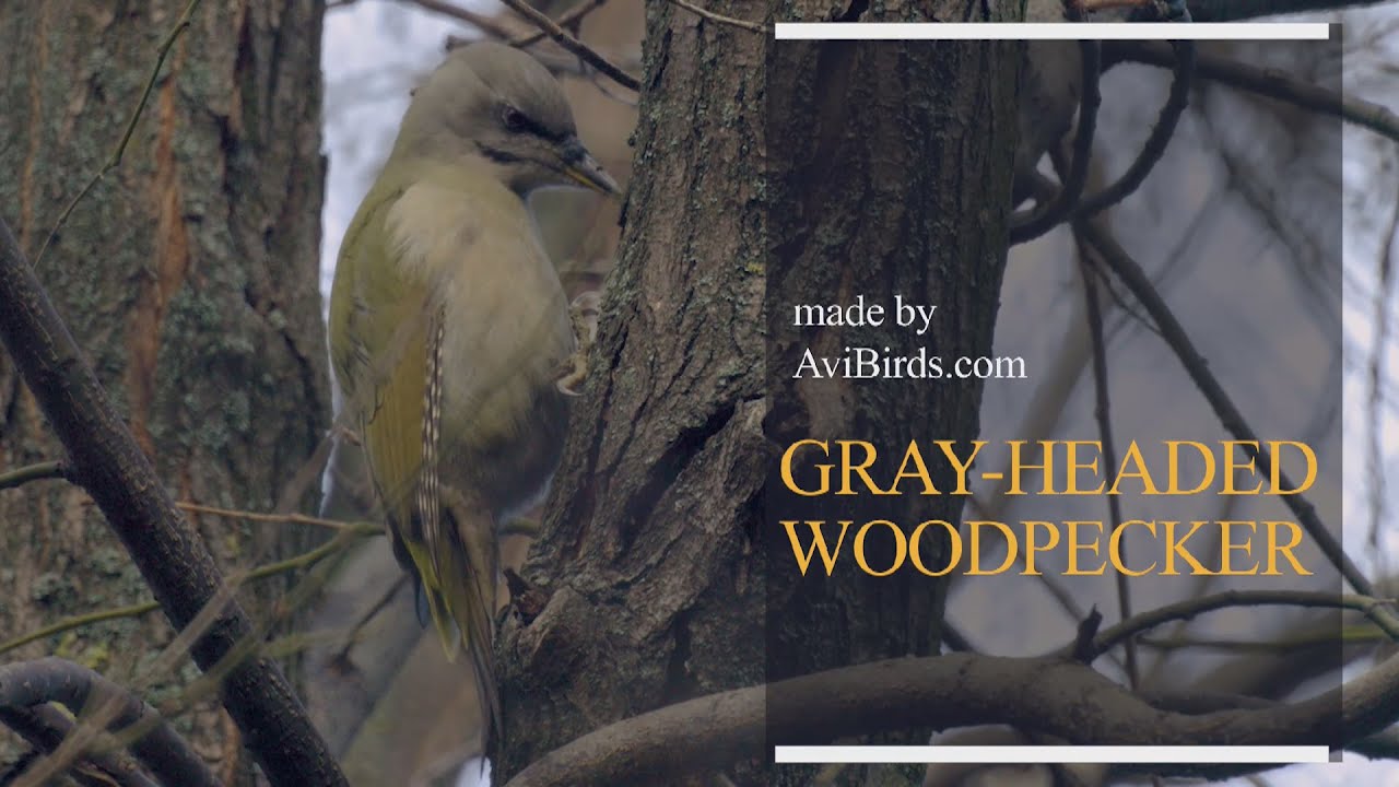 Gray-Headed Woodpecker [Picus Canus]