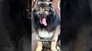 Download Lagu grote, boosaardige waakhond #hond MP3