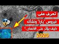 فيروس يارا فى البرازيل فيروس جديد يهدد العالم
