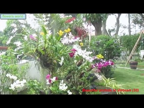 فيديو: كليوما (51 صورة): زراعة الأزهار والعناية بها في الحقول المفتوحة ، ورم كليوما شائك وأبيض في تصميم المناظر الطبيعية ، وزراعة الشتلات. كيف نزرع البذور؟