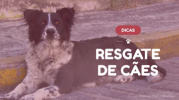 Como fazer o resgate de um cachorro?