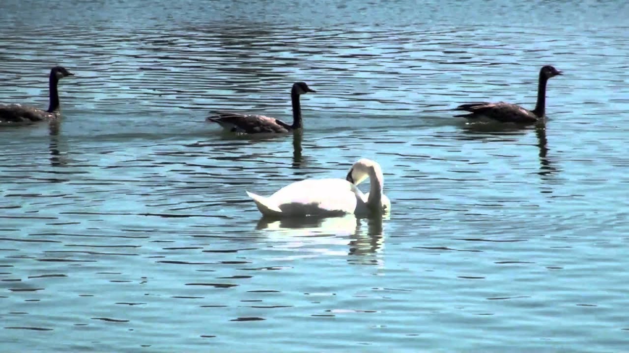 reno swan 05 s.mp4