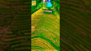 Famous Farming on the Edge: Life on Taihang Mountain#shortvideo #facts #shortviral Wealth