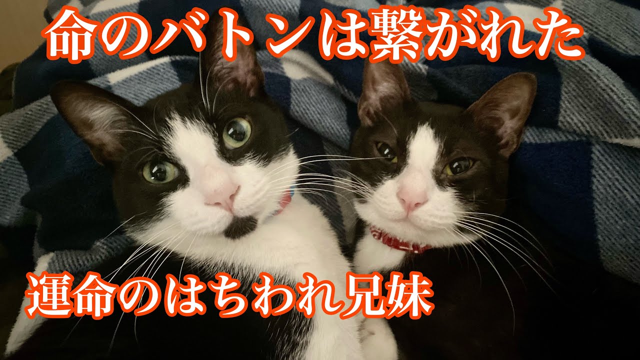 人間に棄てられたけど素敵な猫生が待っていた😽今はにゃんTuber、はち