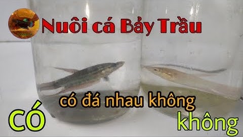 Cá Bảy Trầu Có Đá Nhau Không Và Câu Trả Lời | Tuổi Thơ Nuôi Cá Bảy Trầu
