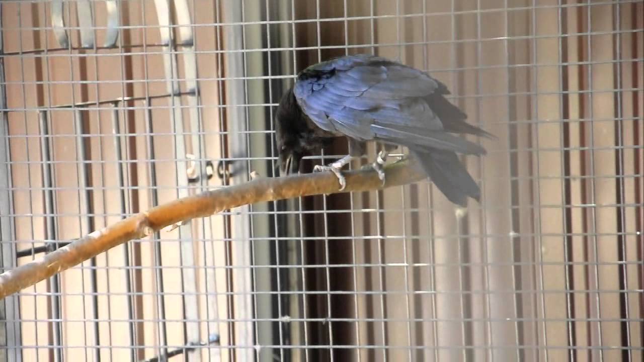 Raven Using Sticks Ворон играет с палочкой:)/ Raven playing with a stick:) - YouTube