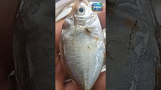 Amazing Small Silver Fish Catch | Fresh Sea Fish Found | #shorts