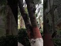 #nature #mountainswiev #shortvideos #travel #viralvideos