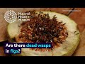 Understanding Fig Wasps and Figs