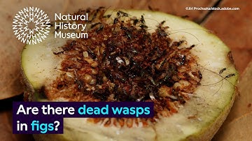 Are there dead wasps in figs? | Surprising Science (Audio Described)