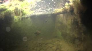 Download Lagu Underwater footage of bass taking a dropshot minnow MP3