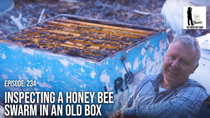 Inspecting a Honey Bee Swarms