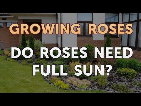 Do Roses Need Full Sun?