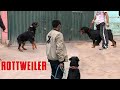 Rottweiler Rocky junto a grandes ejemplares - Rottweiler dog at a dog meeting
