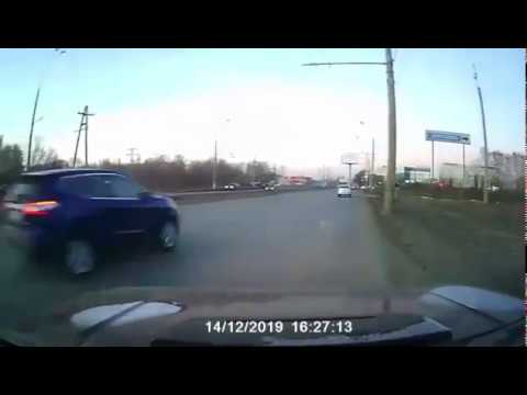 Авто тольятти собаки