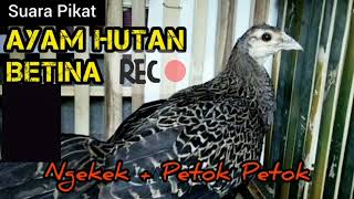 ##suara ayam hutan hijau betina##