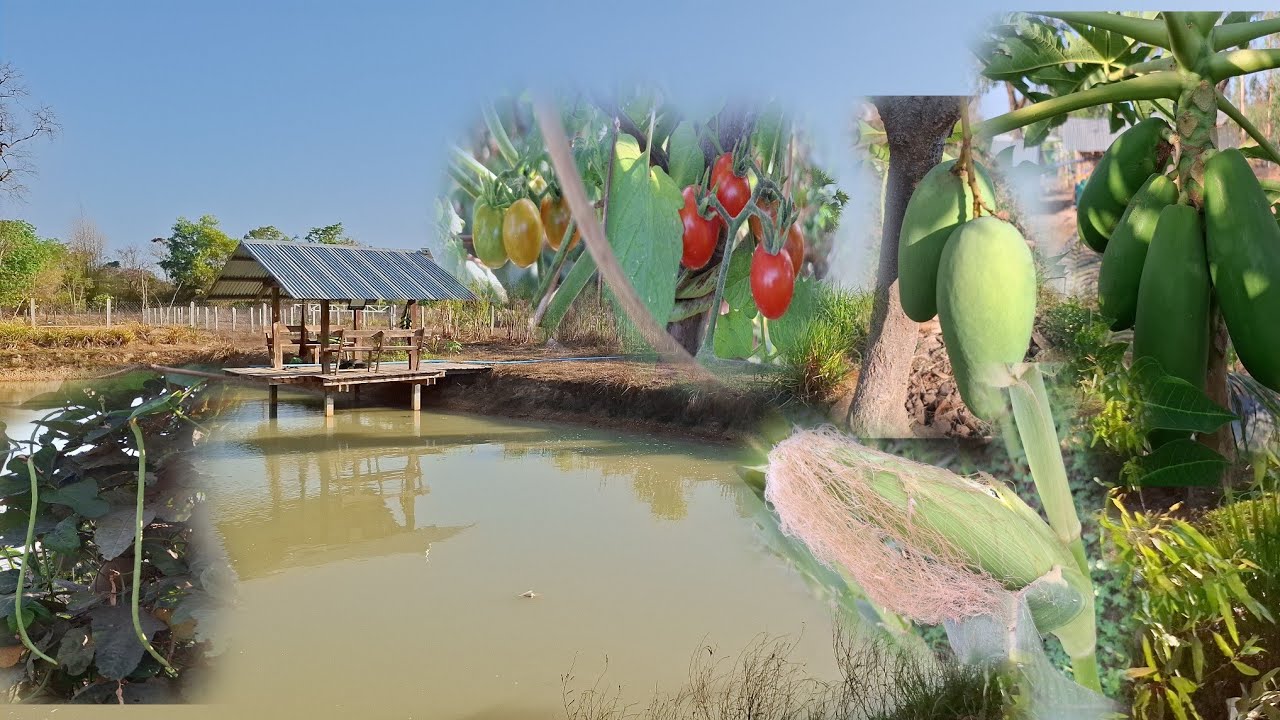 อากาศยามเช้า!!สวนเฮามีทุกอย่างเลย 9 มีนาคม ค.ศ. 2026