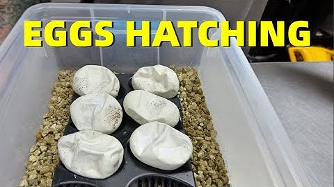 Freeway combo Ball Pythons!