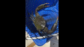 Scooping mud crabs in Moreton Bay