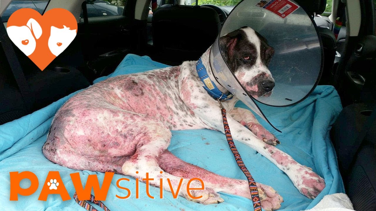puppy paradise Everyone Thought This Great Dane Was Neglected, The Truth Will Shock You.