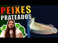 🔴TOP 5 PEIXES PRATAS PARA AQUÁRIOS |Mr. Betta|