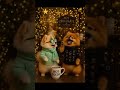 Teddy & Vidu Luces de Navidad #christmas #viduyteddy #luxurypets #lucesnavideñas #pets #pomeranian