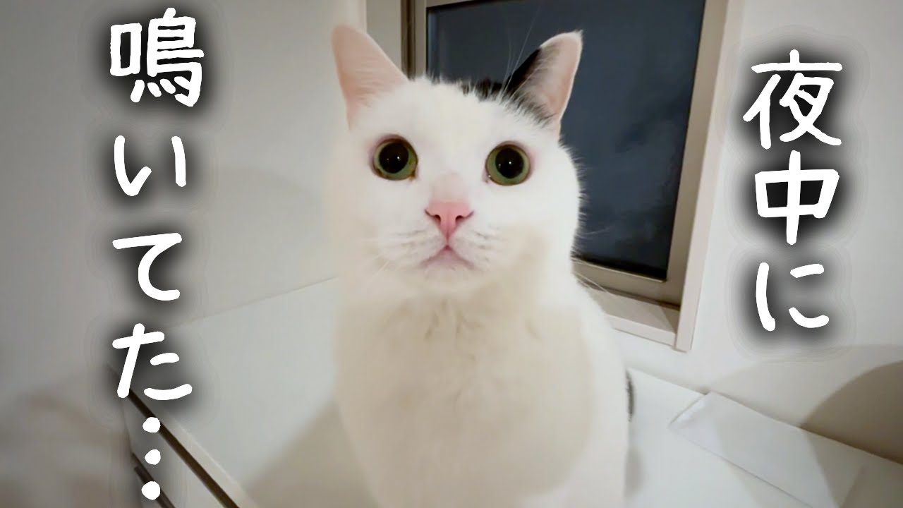 Worried About Our Son's Night Crying, Our Cat Started Doing This