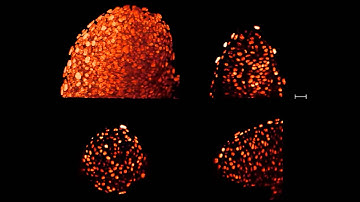 Imaging multicellular specimens with real-time optimized tiling light-sheet selective plane