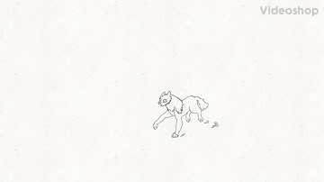 🐺🏃‍♀️ Wolf run cycles Animation test 🏃‍♀️🐺