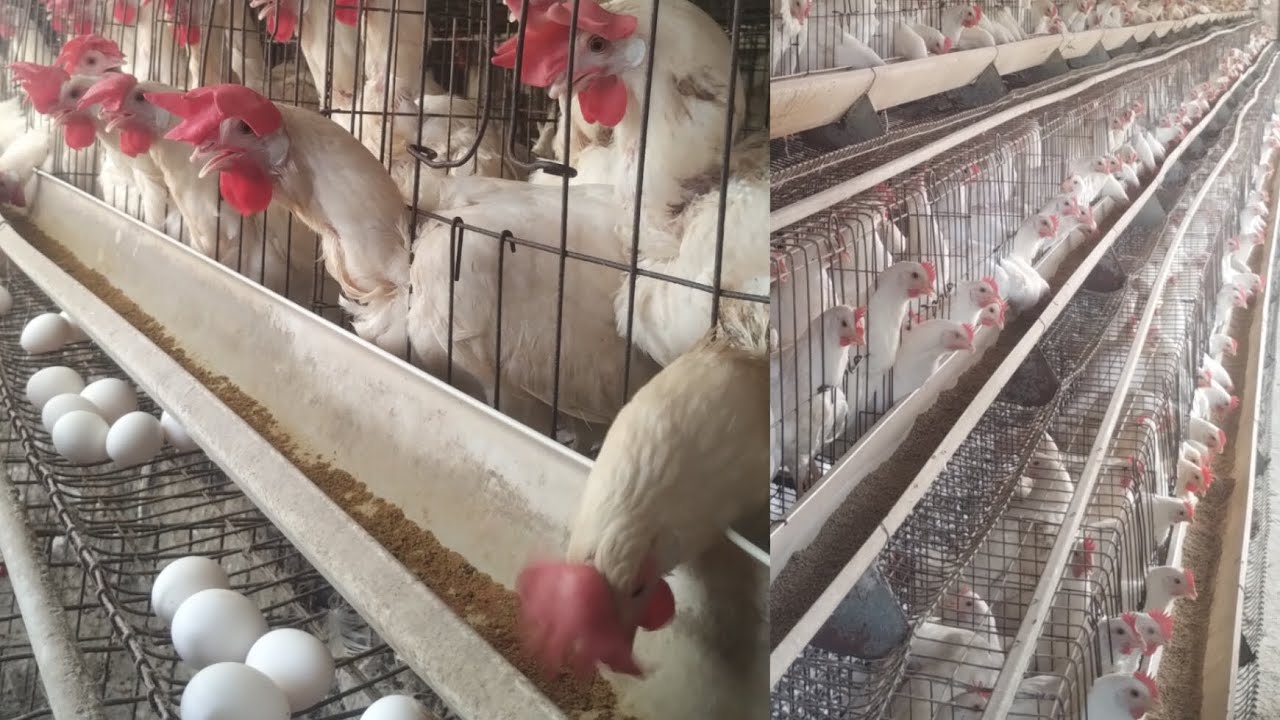 स्काईलार्क की मुर्गियां कितने दिन पर अंडा देती है और कितने ग्राम की देती है इसके बारे में कुछ बताए,🙏