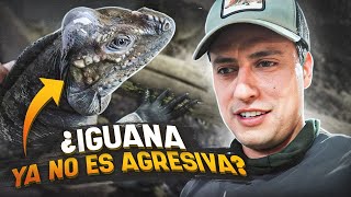 Mi Iguana Rinoceronte Volvió A La Normalidad!!!