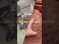 TM-600 Copper Granulator Machine| Waste Wire Recycling Equipment#copperaluminumseparator