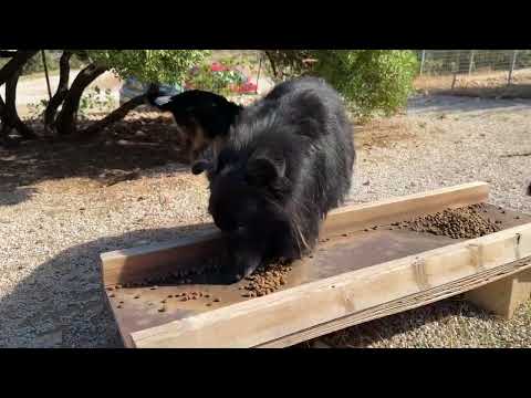 Shelter Dogs Who Can’t Be Adopted 🐾 - Takis Shelter