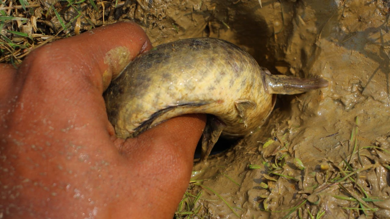 Unbelievable Hole Fishing | Boy Catching Copper Snakehead Fish in Dry Soil From Hole by Hand
