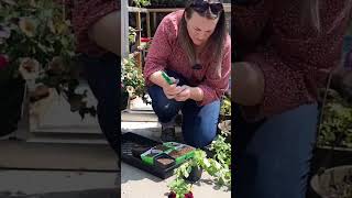 Petunia tips Taking Cuttings secret
