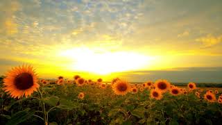 Sunflower background sunset | Background Video