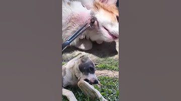 rescue botfly removal cat #cat #dog #botfly