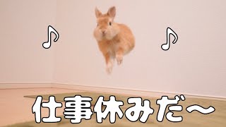 A bunny that jumps up and down with joy when it is with its owner all the time [No.332]