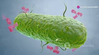 Antibody Immune Response #shorts