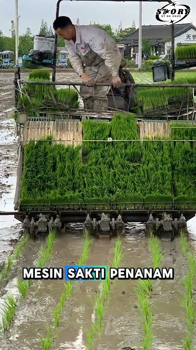 Petani Sultan! Tanam Padi Pakai Mesin Otomatis, Duduk Manis Padi Beres!