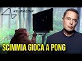 Scimmia gioca a Pong con NEURALINK di Elon Musk!