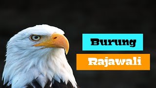 Transformasi Burung Rajawali