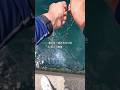 アルカリ性の海に酸性のレモンを絞り流したら！エグっ