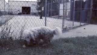 Teddy's Story - Pound Buddies Muskegon