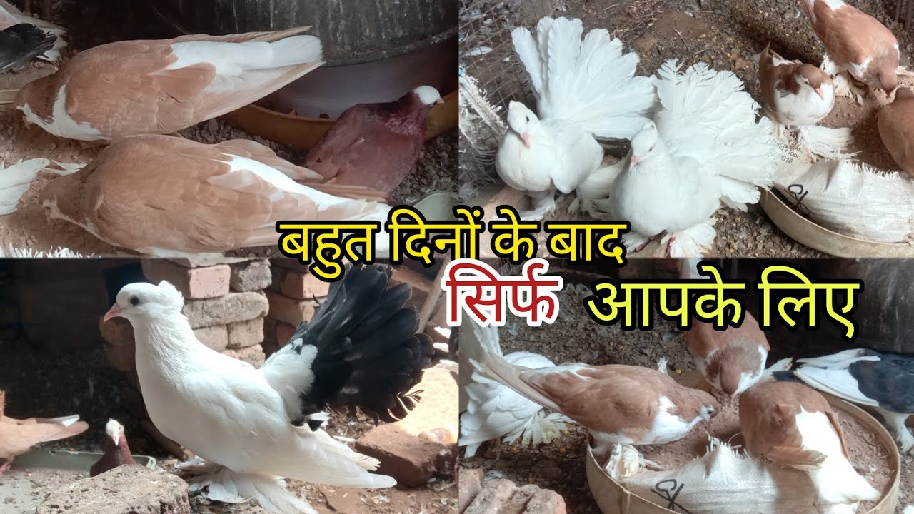 Kota Fancy Pigeon 💥 Kota,Rajasthan ❤️ Wasim Bhai's Loft 📞9529449030